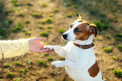 Friendship between human and dog - shaking hand and paw. Jack Russell terrier dog