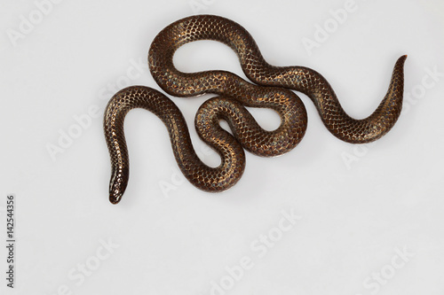 Travancore Hills thorntail snake, Platyplectrurus madurensis Kodaikanal, Tamil Nadu. Endangered species photo