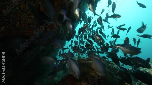 Blue maomao fish in Northern Arch, Poor Knights Islands, New Zealand
