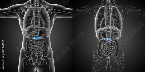 3d rendering medical illustration of the  pancrease