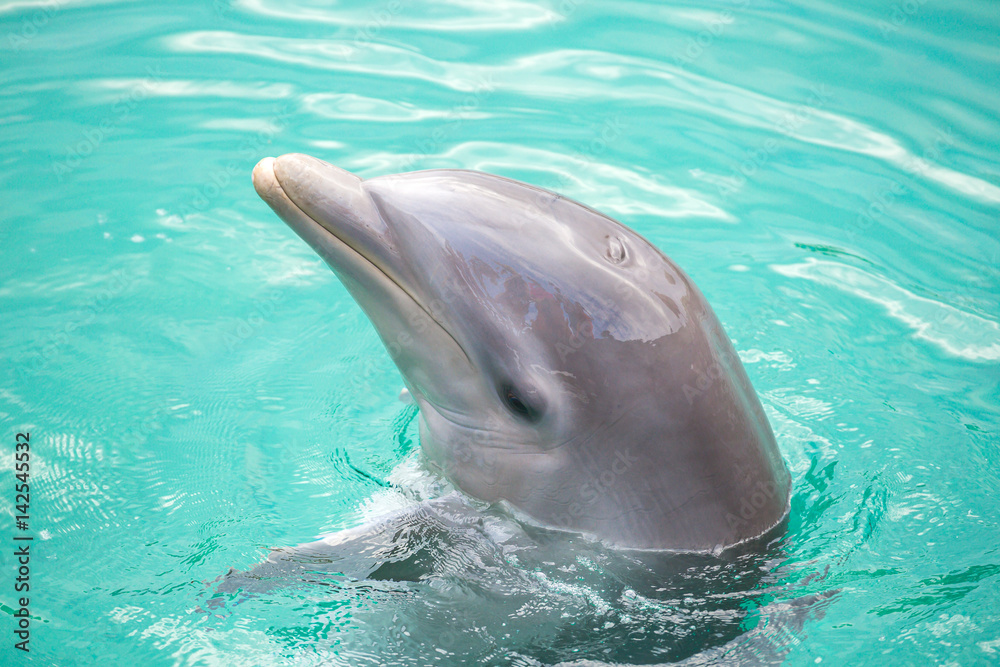 Fototapeta premium Dolphin in the pool in Mexico