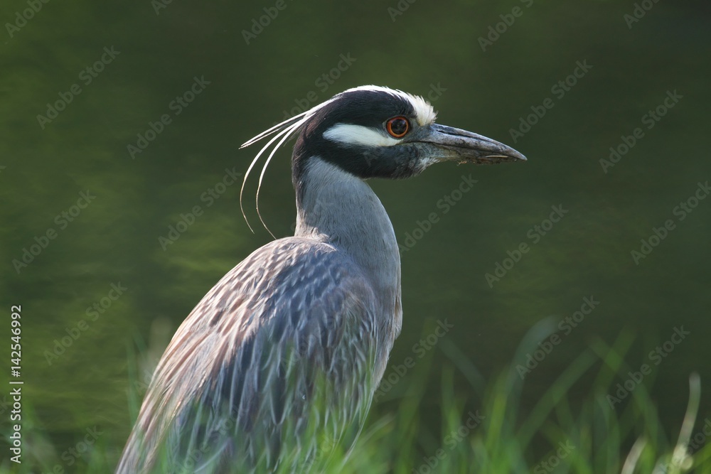 Obraz premium Yellow-crowned Night-Heron (Nyctanassa violacea)