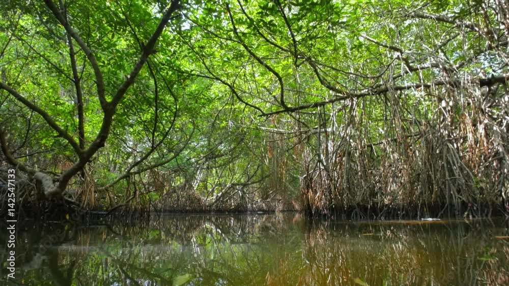 Exploring wilderness of mangrove forest. Natural beauty of tropical climate in Sri Lanka wetlands Exploring wilderness of mangrove forest. Natural beauty of tropical climate in Sri Lanka wetlands