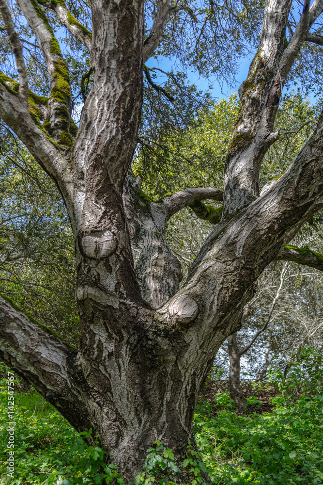 Tree-12 Tree-12