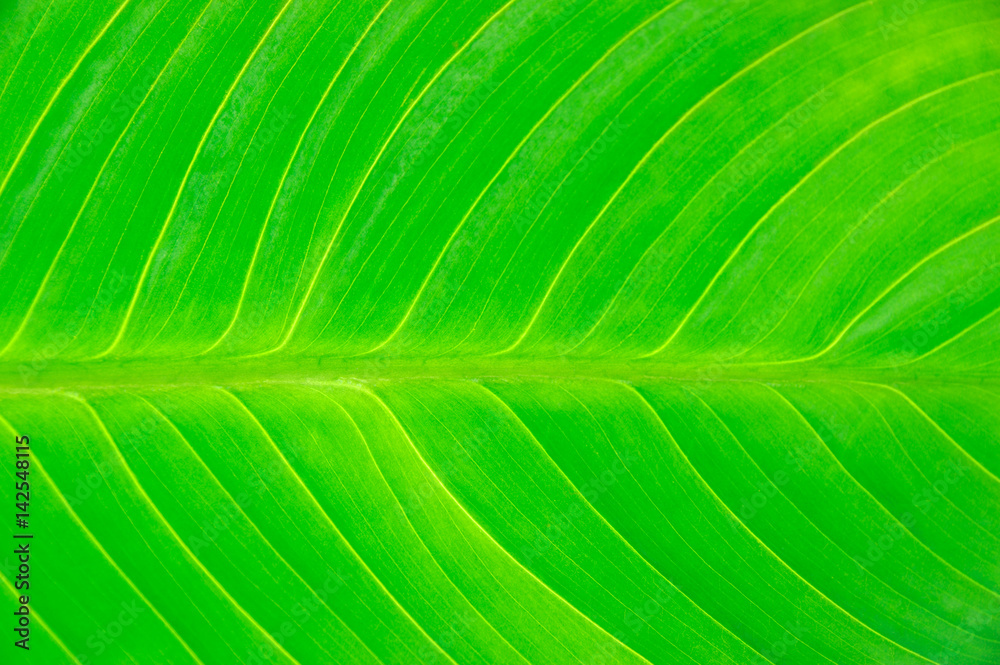 close up on green leaf texture background close up on green leaf texture background