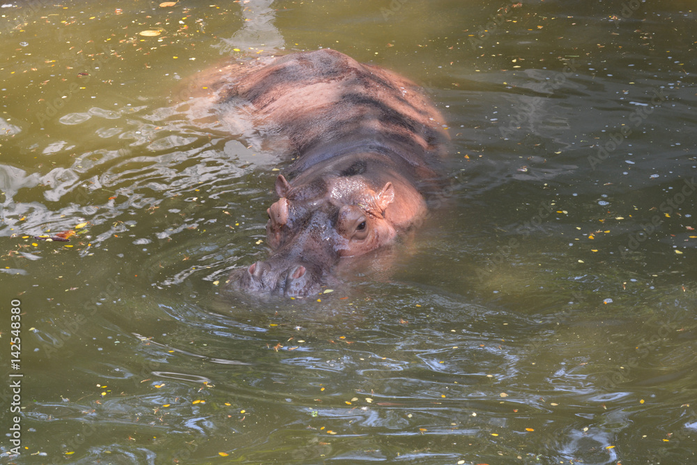 Hippopotamus (Hippopotamus amphibius) in water Hippopotamus (Hippopotamus amphibius) in water