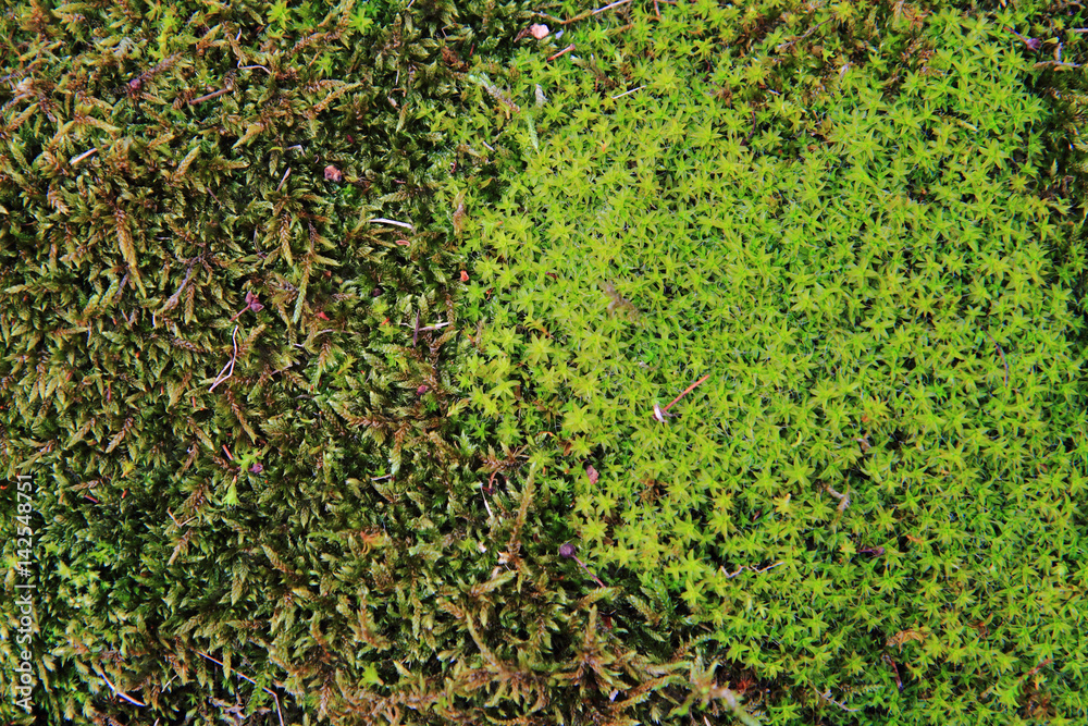 green moss background green moss background