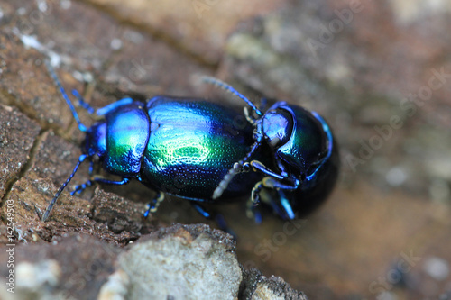 beetle bug chafers are having sex © jonnysek