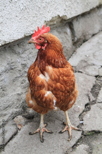 hen in the home farm