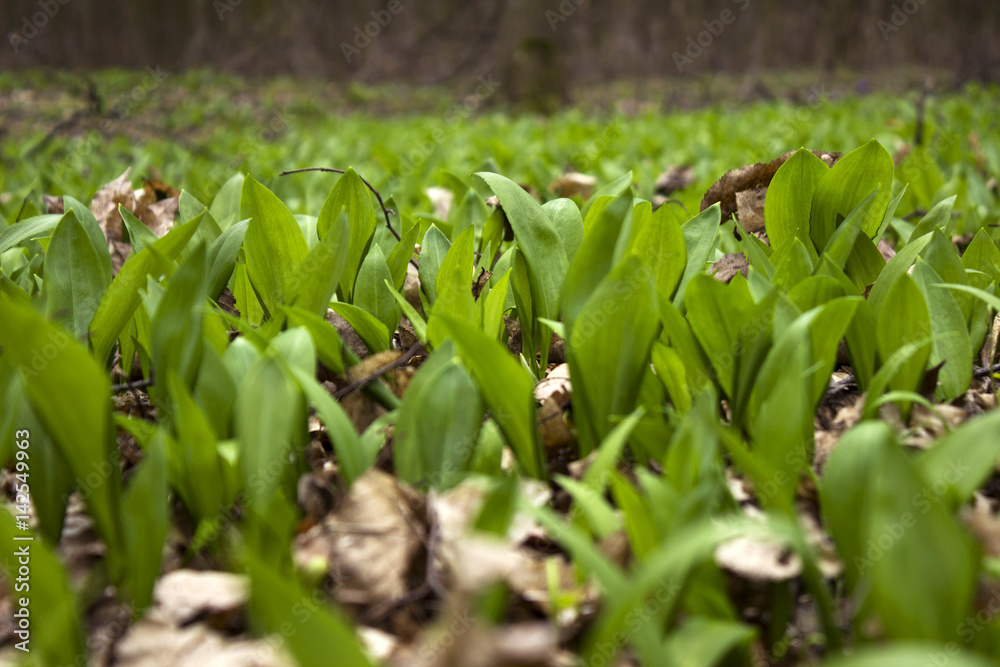 Wild Leek in forest, background Wild Leek in forest, background