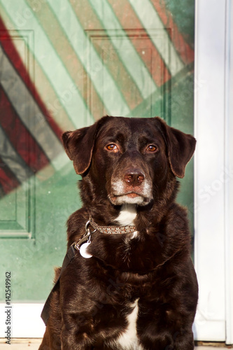 Chocolate labrador posing with reflection of American Flag in glass door behind him