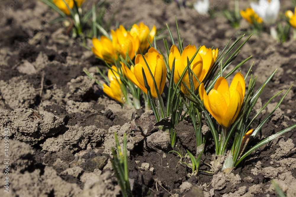 Fototapeta premium Yellow crocuses in the flower bed, flowering early flower in spring