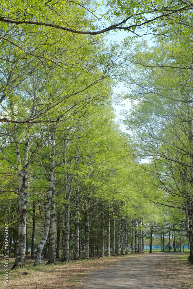 Fototapeta premium 白樺の並木道