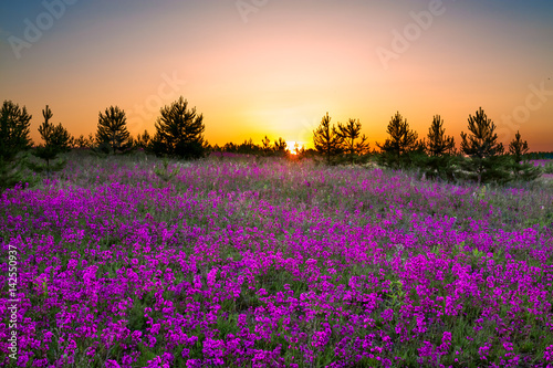 summer rural landscape with purple flowers on a meadow