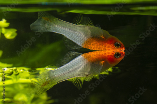 Female swordtail at the level of self-reflection.