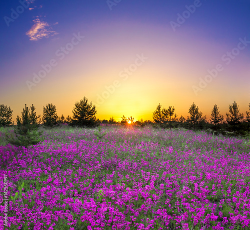 summer rural landscape with flowering purple flowers on a meadow © yanikap
