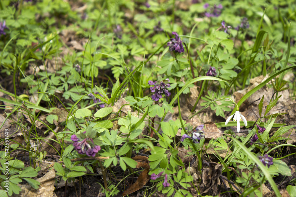 Corydalis in the woods in early spring, blooming flower among the dried leaves Corydalis in the woods in early spring, blooming flower among the dried leaves