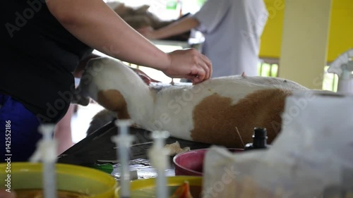 Animal Surgery in Pet Clinic photo