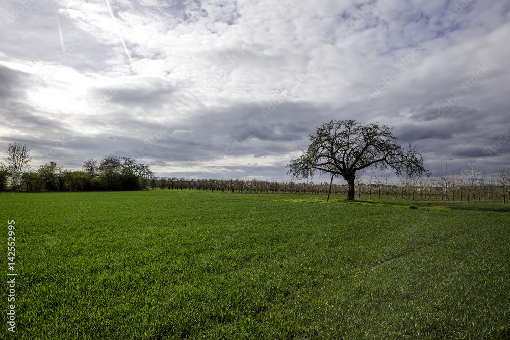 Fototapeta premium Landschaft in Rheinhessen in der Frühlingssonne (HDR)