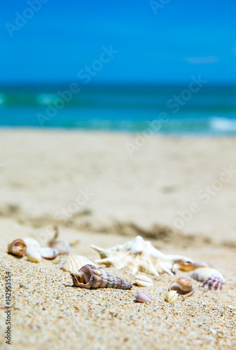 Shells on sandy beach © Pakhnyushchyy