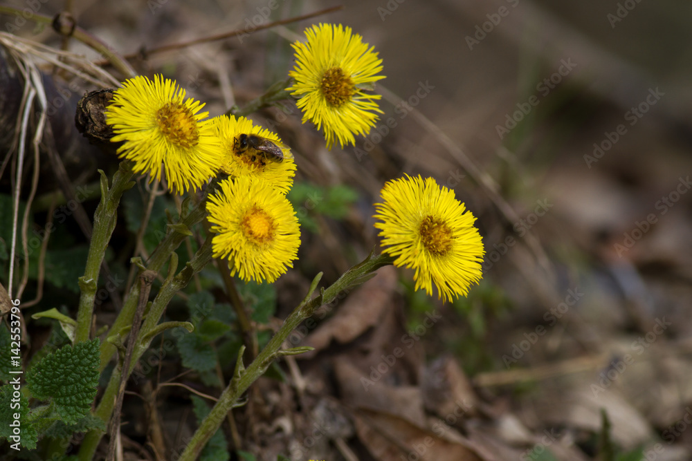 Bee on the first spring flowers Tussilaho. Tussilago farfara first spring flowers. Art macrophoto Tussilago farfara Bee on the first spring flowers Tussilaho. Tussilago farfara first spring flowers. Art macrophoto Tussilago farfara