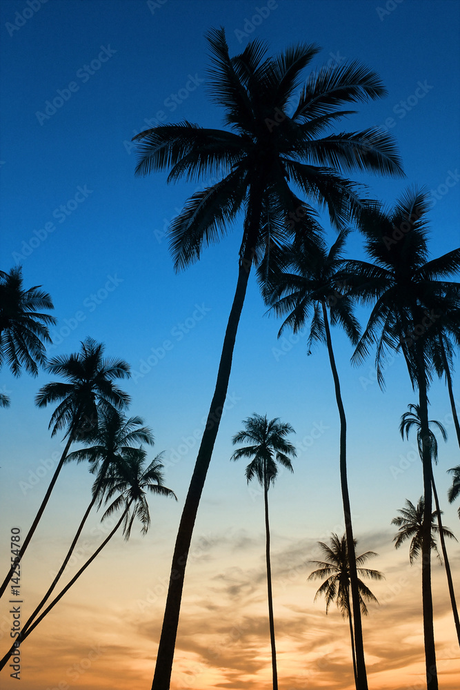 Fototapeta premium Tropical sunset with palm tree silhoette at beach