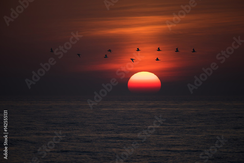Fototapeta Naklejka Na Ścianę i Meble -  Sunset with Curlew flying through