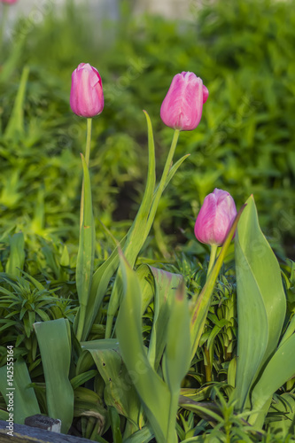 Tulips pink three pieces garden spring