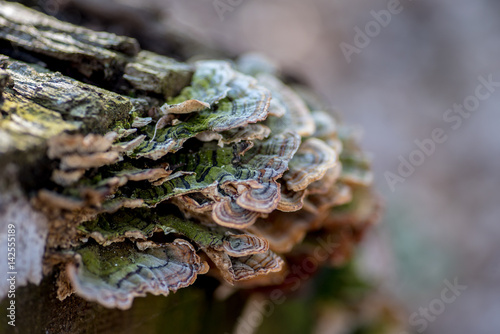 Mushrooms and fungus growing on a log help to break down dead wood