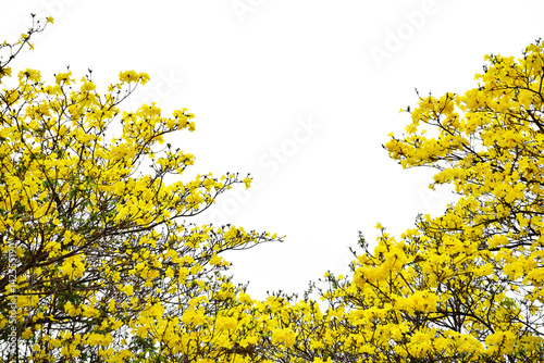 Colorful yellow flowers tree blooming in summer time
