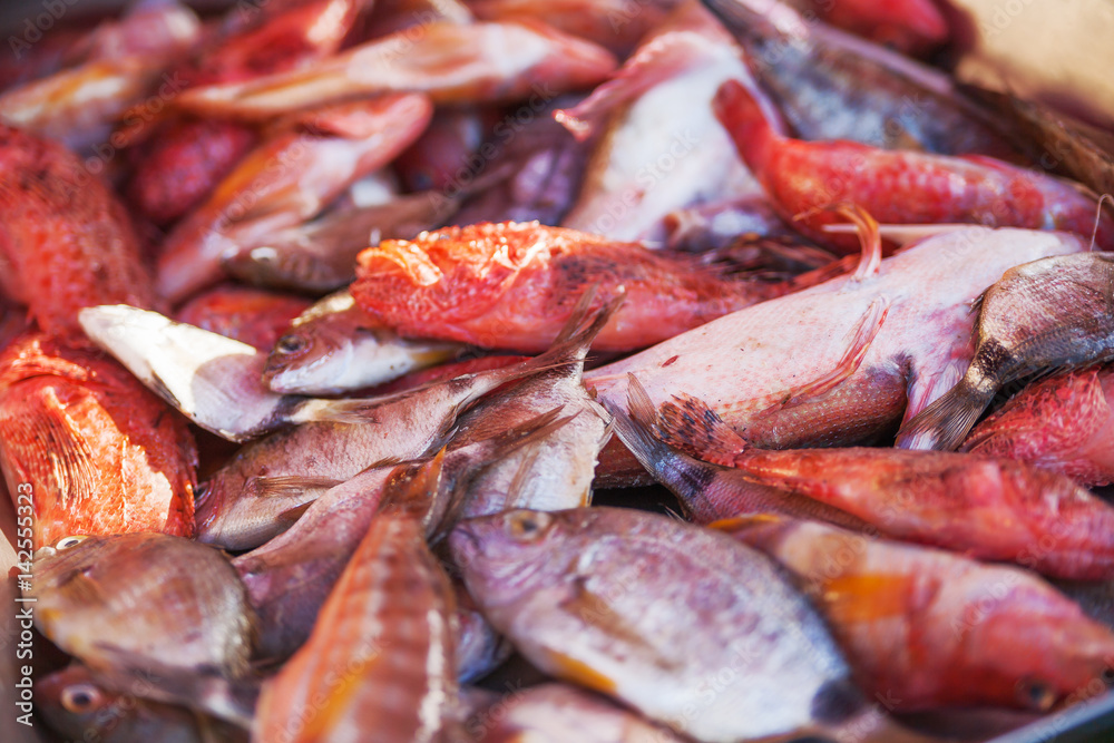 Box full of freshly caught mackerel and perch fish. Early winter morning on Marsaxlokk market, Malta. Box full of freshly caught mackerel and perch fish. Early winter morning on Marsaxlokk market, Malta.