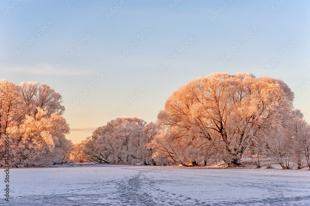 winter landscape trees in frost at dawn in a pink sun winter landscape trees in frost at dawn in a pink sun