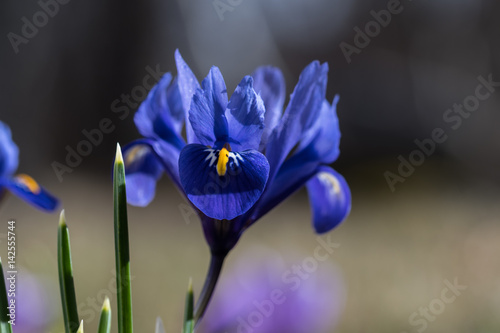 Fototapeta Naklejka Na Ścianę i Meble -  Blue iris flower closeup