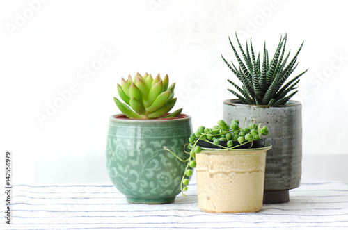 Various Ceramic pot of Succulent Haworthia plants for Home Decoration photo