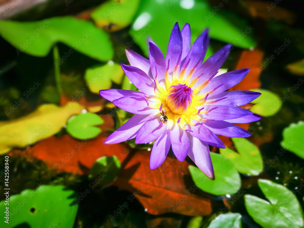 Water Lilly Water Lilly