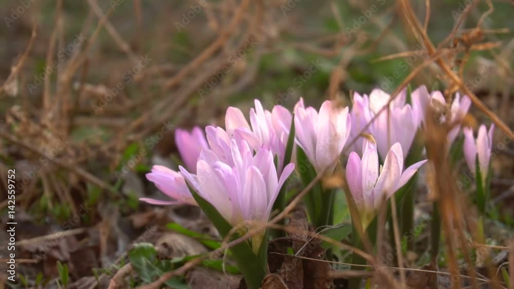 Flowering purple crocuses. In the spring garden. Flowering purple crocuses. In the spring garden.