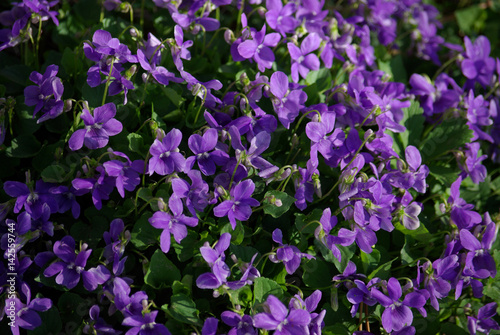 Violettes au printemps au jardin