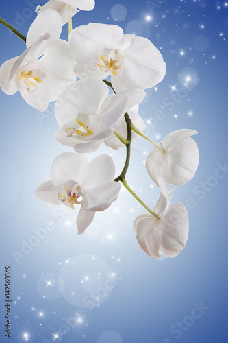 Fototapeta Naklejka Na Ścianę i Meble -  Flowers of white orchids