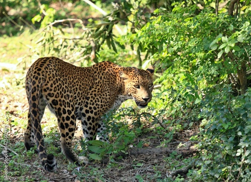 Sri Lankan leopard   Panthera pardus kotiya    wildlife