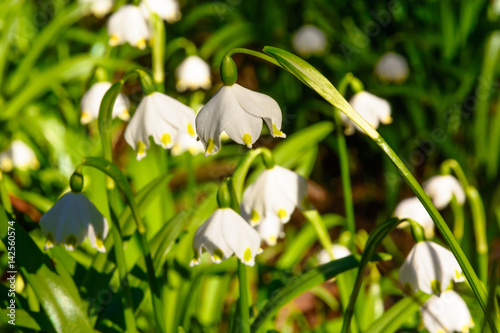 Spring snowflake flowers (Leucojum vernum) blooming in sunset. Early spring snowflake flowers in march. First flowers in springtime. Closeup of white spring snowflake in the forest.