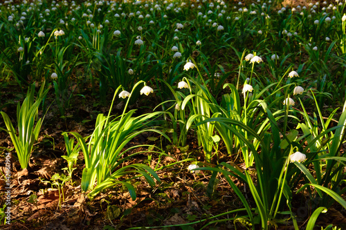 Spring snowflake flowers (Leucojum vernum) blooming in sunset. Early spring snowflake flowers in march. First flowers in springtime. Closeup of white spring snowflake in the forest.