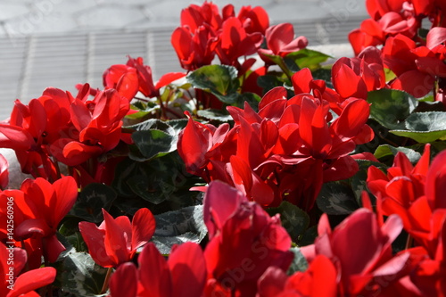 Red flowers