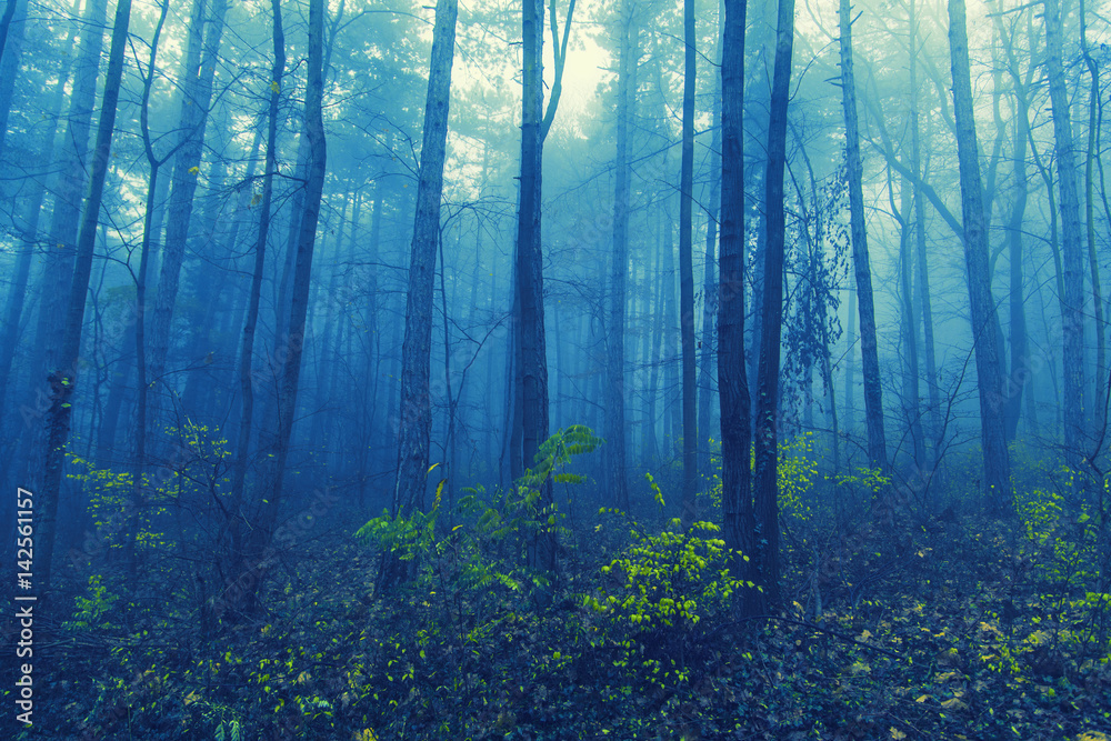 misty forest in the morning 