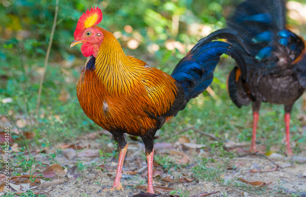 Sri Lankan Jungle Fowl. Sri Lankan jungle fowl is a member of the Galliformes bird order that is