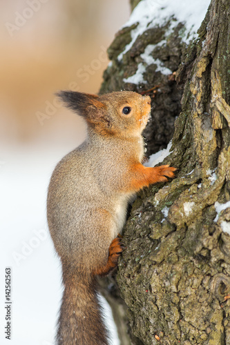 squirrel on a tree © Maslov Dmitry