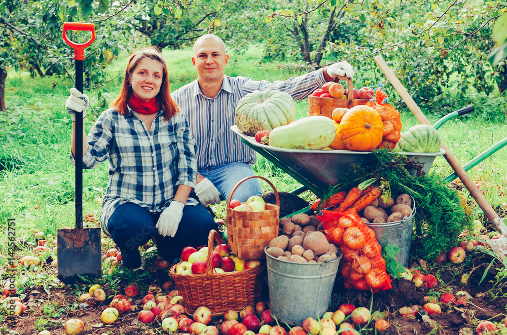 Fototapeta premium couple with harvested vegetables in garden