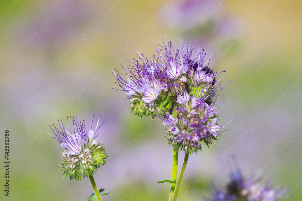 Blossom phacelia flowers Blossom phacelia flowers