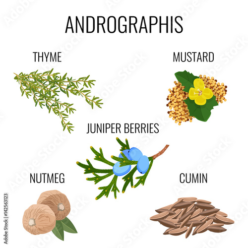 Andrographis ayurvedic herbs poster. Thyme branch, mustard seeds, juniper berries