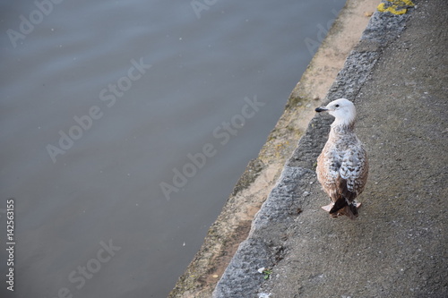 Seagull's look