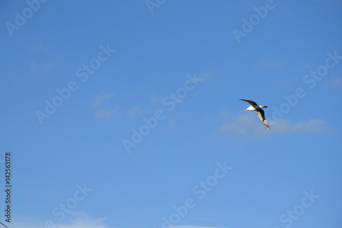 Volo del gabbiano